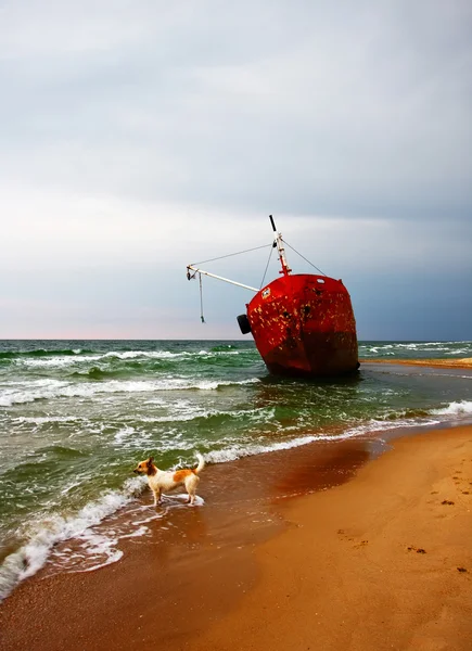 Hund in der Nähe des Schiffes nach Schiffsunglück an der Küste — Stockfoto