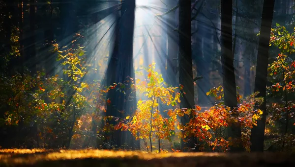 Outono nascer do sol na floresta — Fotografia de Stock