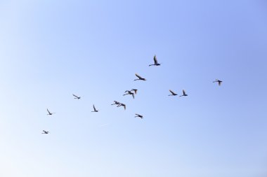 Geese flying in blue spring sky, v-formation clipart