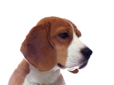 Beyaz arka plan üzerinde izole üzgün beagle köpek portre