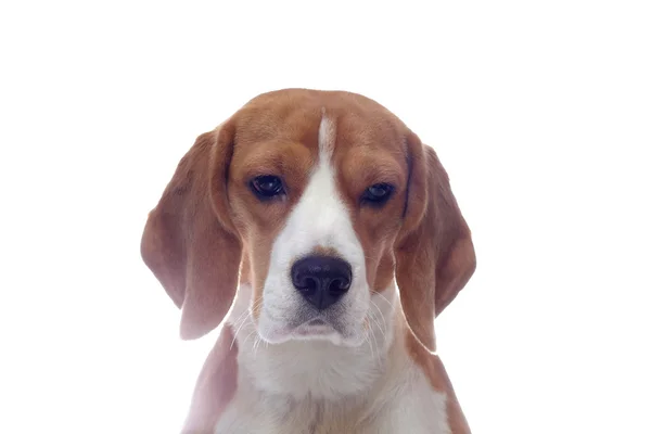 Smutne, na białym tle pies gończy pies portret — Zdjęcie stockowe