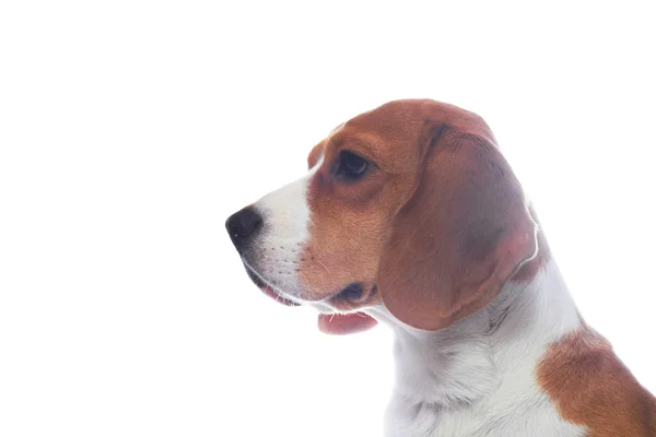 Smutné, portrét psa beagle izolovaných na bílém pozadí — Stock fotografie
