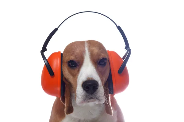 Pes Beagle v červené průmyslových sluchátka izolovaných na bílém pozadí — Stock fotografie