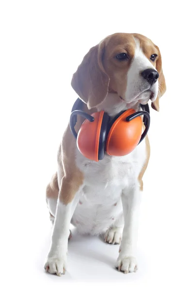 Beagle dog with red headphones isolated on white background — Stock Photo, Image