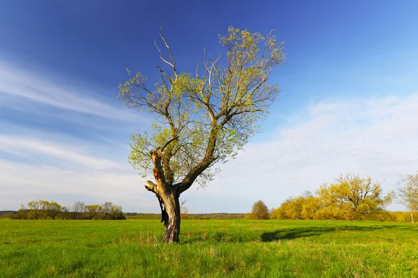 Дерево з зеленим листям на весняному полі — стокове фото