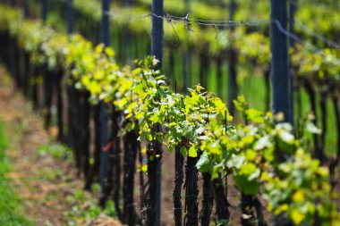 Alan üzerinde Yeşil üzüm