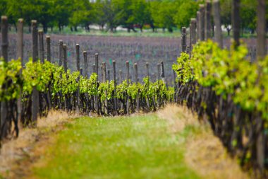 Fransa yeşil üzüm