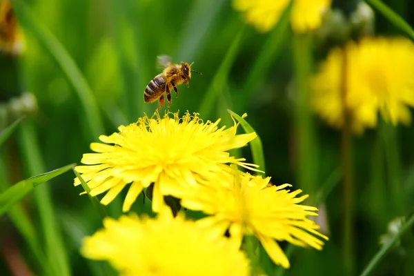 Api che volano dal fiore — Foto Stock