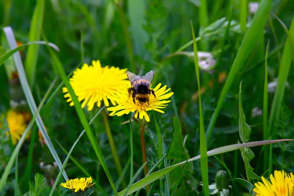 Bumblebee che vola dal fiore — Foto Stock