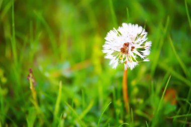 diente de león blanco en hierba verde