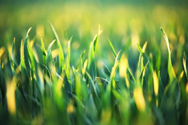 Akşam ışığı yeşil buğday