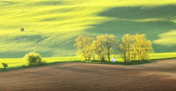 Літнє поле у вечірньому світлі — стокове фото