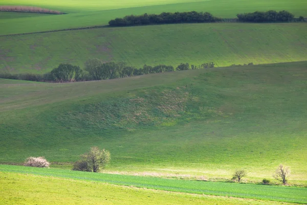 Grüne Frühlingsfelder — Stockfoto