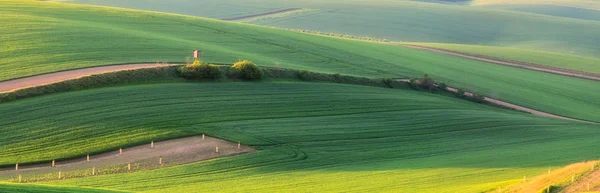 Grüne Frühlingsfelder — Stockfoto