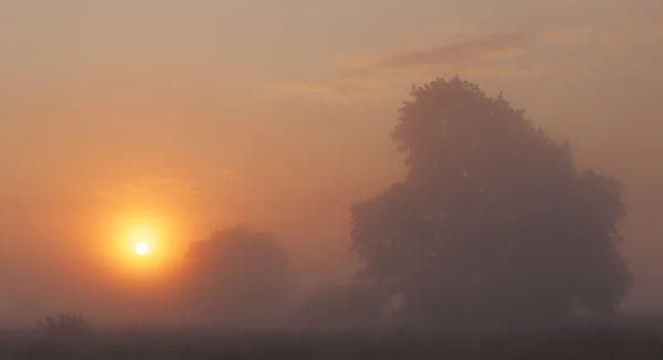 Sonnenaufgang auf der Wiese — Stockfoto