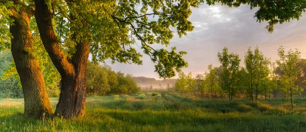 güneşli sabah orman
