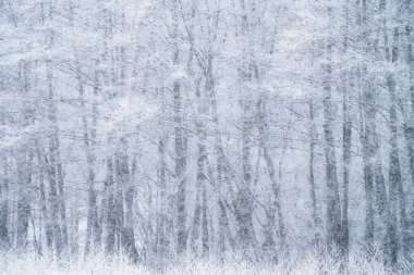 Kış dönemi. Ormanda kar yağışı. Ormanlık alanda beyaz kar taneleri.