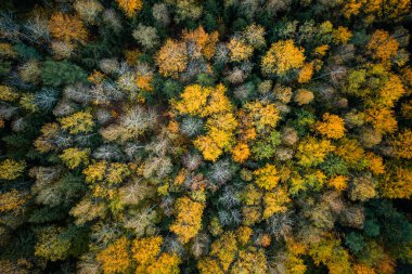 Sonbahar ormanı insansız hava aracı görüntüsü. Ormandan düşmek. Sarı ve kırmızı ağaçlı bir orman. Sonbahar arkaplanı.