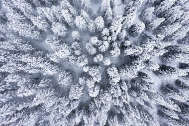 Yukarıdan beyaz kış ormanı. Kış ormanı geçmişi. Dağlarda kar ve don kaplı Noel ağaçları. Alpler ormanı..