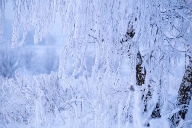 Ağaç dalları, karlı ve yağışlı. Kış dönemi. Soğuk kış sabahı. Noel arkaplanı. Karla kaplı beyaz ağaç.