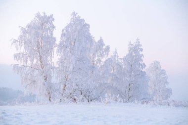 Kış sabahı karla kaplı beyaz ağaçlar. Açık mavi gökyüzü ve soğuk ağaçlarla Noel manzarası. Kış arkaplanı.