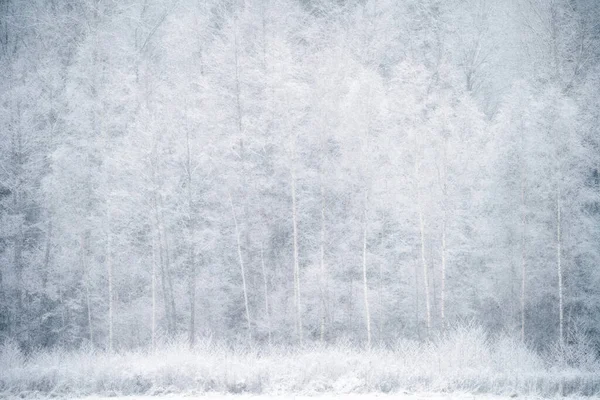 Winter forest background. Snowfall in forest. Abstarct winter background.