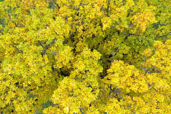 Feuilles Chêne Jaune Automne Branches Chêne Feuillage Jaune Fond Automne — Photo