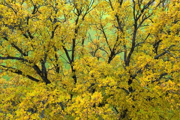 Жовті Дубові Гілки Осінній Фон Жовте Листя Дереві Осінній Ранок — стокове фото