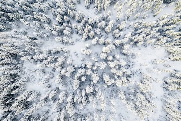 Árboles Blancos Navidad Cubiertos Nieve Mañana Helada Desde Arriba Bosque — Foto de Stock