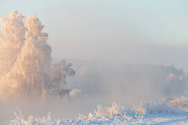 Mañana Mágica Navidad Helada Con Árboles Blancos Paisaje Matutino Invierno —  Fotos de Stock