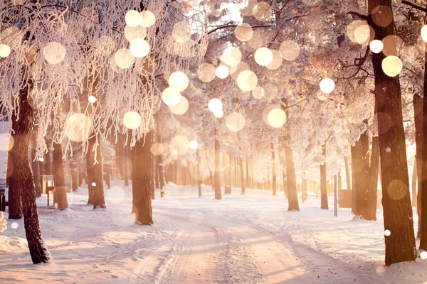 Magisches Weihnachtslicht Winterwald Sonniges Bokeh Auf Weißem Baumgrund Bunt Pulsierender — Stockfoto