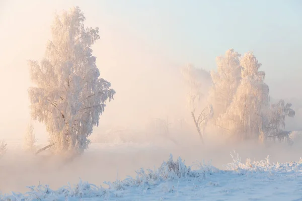 Buzla Kaplı Beyaz Ağaçlarla Donuk Bir Kış Sabahı Kış Noel — Stok fotoğraf