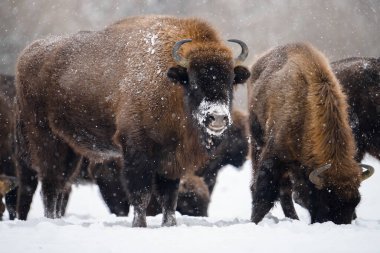 Kışın vahşi Avrupa bizonları. Karlı sahada bizonlar. Güzel vahşi hayvanlar..