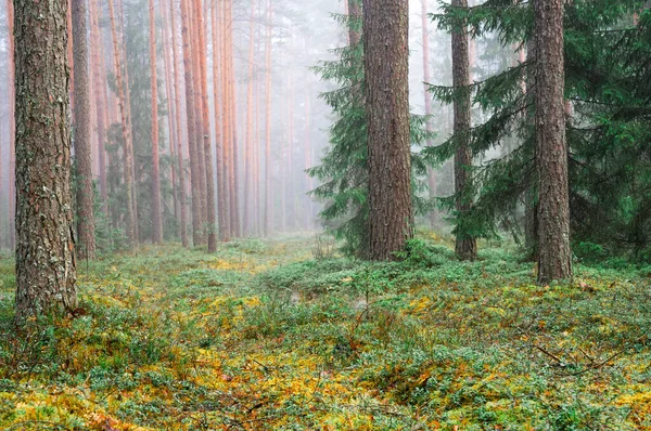 Malerische Frühlingswaldlandschaft Mit Grünem Moos Und Nebel Spring Forest Hintergrund — Stockfoto