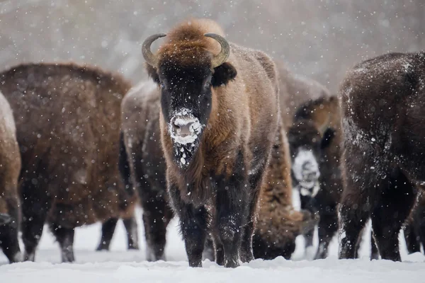 Divocí Bisoni Zimním Čase Stádo Evropských Bisonů Zasněženém Poli Krásná — Stock fotografie