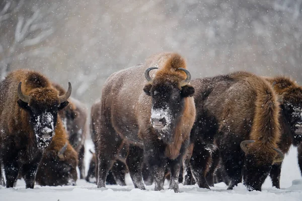 Stádo Divokých Bisonů Zimním Čase Evropští Bisoni Zasněženém Poli Divoká — Stock fotografie