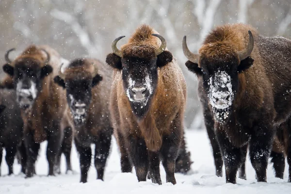 Divocí Evropští Bisoni Zimě Stádo Bisonů Zasněženém Poli Krásná Divoká — Stock fotografie