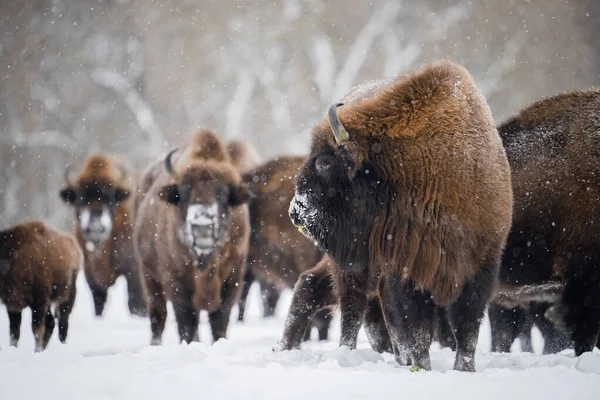 Bull Bizon Před Stádem Sněhu Divoký Bizon Zimní Přírodě Těžký — Stock fotografie