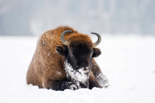 Retrato Bisonte Salvaje Bisonte Europeo Acostado Campo Cubierto Nieve Animales — Foto de Stock