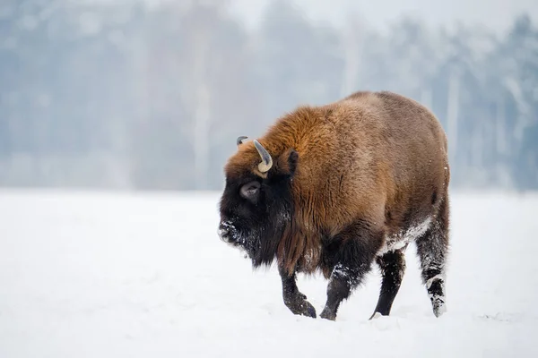 Vild Bisonoxe Snöfält Europeisk Bisonoxe Vild Natur Enorm Tjur — Stockfoto