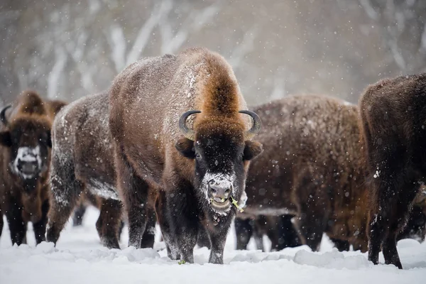 Kışın Vahşi Avrupa Bizonları Kar Tarlasında Bir Grup Bizon Güzel Stok Resim