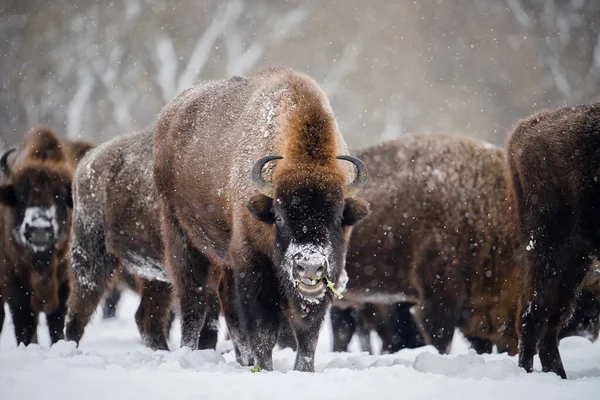 Wilde Wisente Winter Eine Gruppe Wisente Auf Einem Verschneiten Feld Stockbild