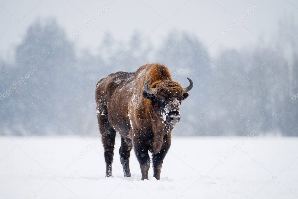 Bison in snowfall standing on snowy field. Wild european bison. Belarus nature.