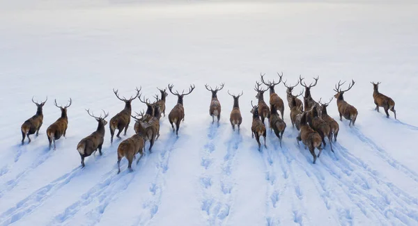 Deers in winter landscape. Herd of male deers with horns. Wildlife landscape.