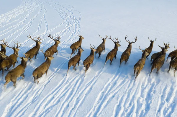 Herde Von Hirschen Mit Hörnern Luftaufnahme Männliche Hirsche Auf Winterlich Stockbild