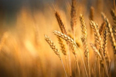Zengin hasat. Güneş ışığı altında altın buğday başakları. Sonbahar hasat arkaplanı.