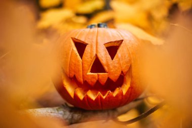  Korkunç ürkütücü suratlı oyulmuş balkabağı. Sonbahar ormanında balkabağı feneri. Cadılar Bayramı süslemeleri.