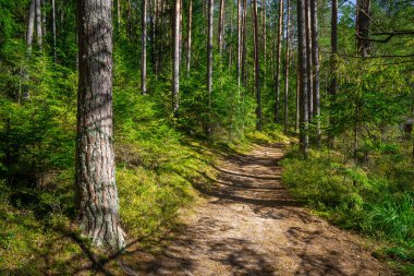Güneşli yeşil bahar ormanı. Yeşil ormanlık alanda temiz bir patika. Orman güneşli arazi.