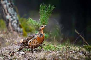 Ormandaki kuş. Vahşi yaşam fotoğrafçılığı. Avlanma geçmişi. Vahşi kuşlar.