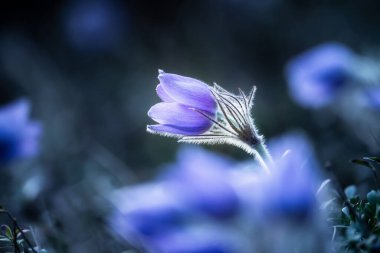 Güzel bir mor çiçek. Pasque çiçeği yakın plan. Violet Pulsatilla Ormanda akşam güneşinde.